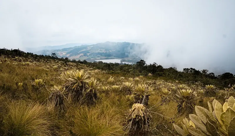 Páramo del cerro El Tablazo, Subachoque