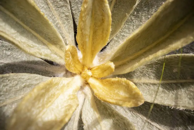 Frailejón del páramo, Subachoque